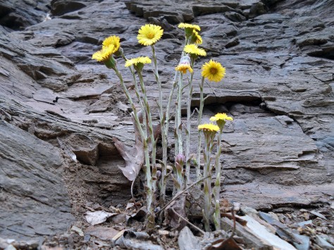  - coltsfoot