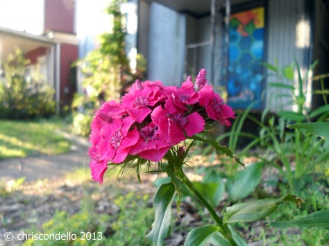 "Friday Morning" - © chriscondello 2013 - Whitney Avenue - Wilkinsburg, PA - Guerrilla Garden between two abandoned houses on my street...