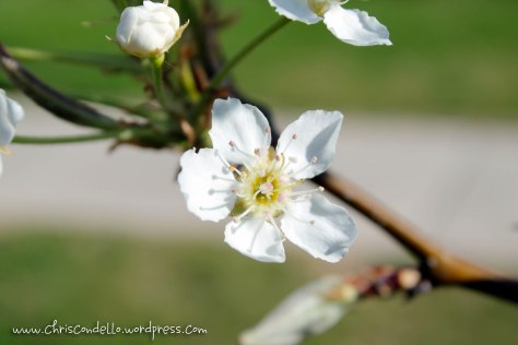 PearBlossom
