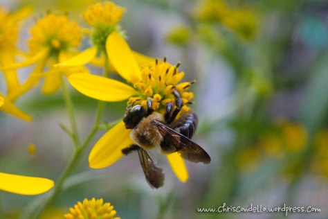 "Bumblebee on Wingstem" - Whitney Avenue - Wilkinsburg, PA