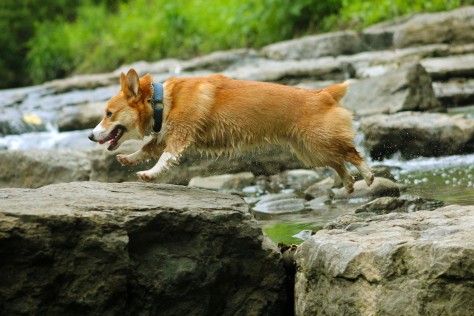 Super Cooper 1 - Frick Park - Pittsburgh, PA - His favorite spot on the creek... He runs circles around the rocks...